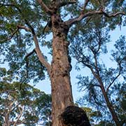 Red Tingle Eucalyptus tree