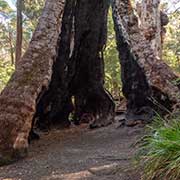 Red Tingle Eucalyptus tree