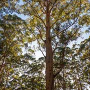 Gloucester Tree