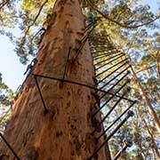 Gloucester Tree