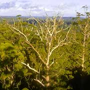 View from Gloucester Tree