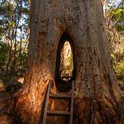 Walk-through-tree