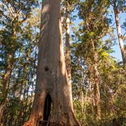 Walk-through-tree