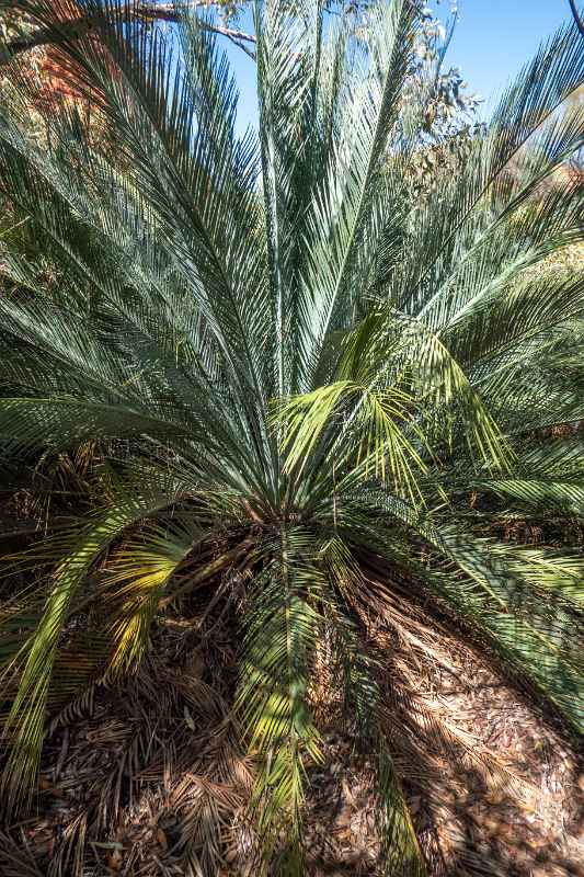 Cycad palm