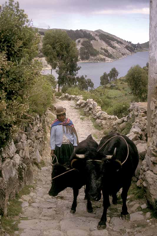 Leading her cows