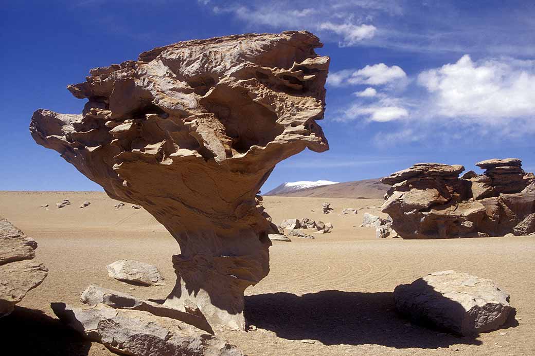 Arbol de Piedra