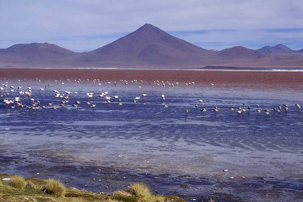 Flamingos, Laguna Colorada