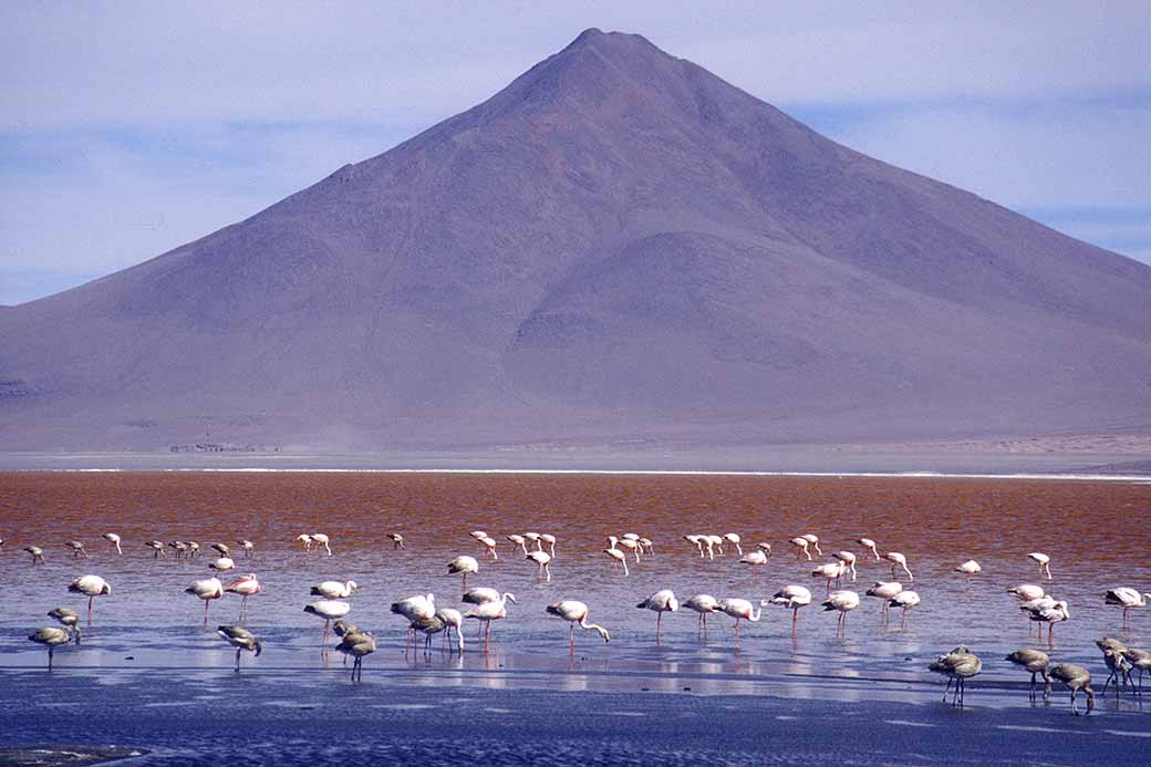 James's Flamingos