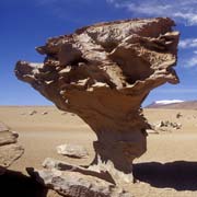 Arbol de Piedra