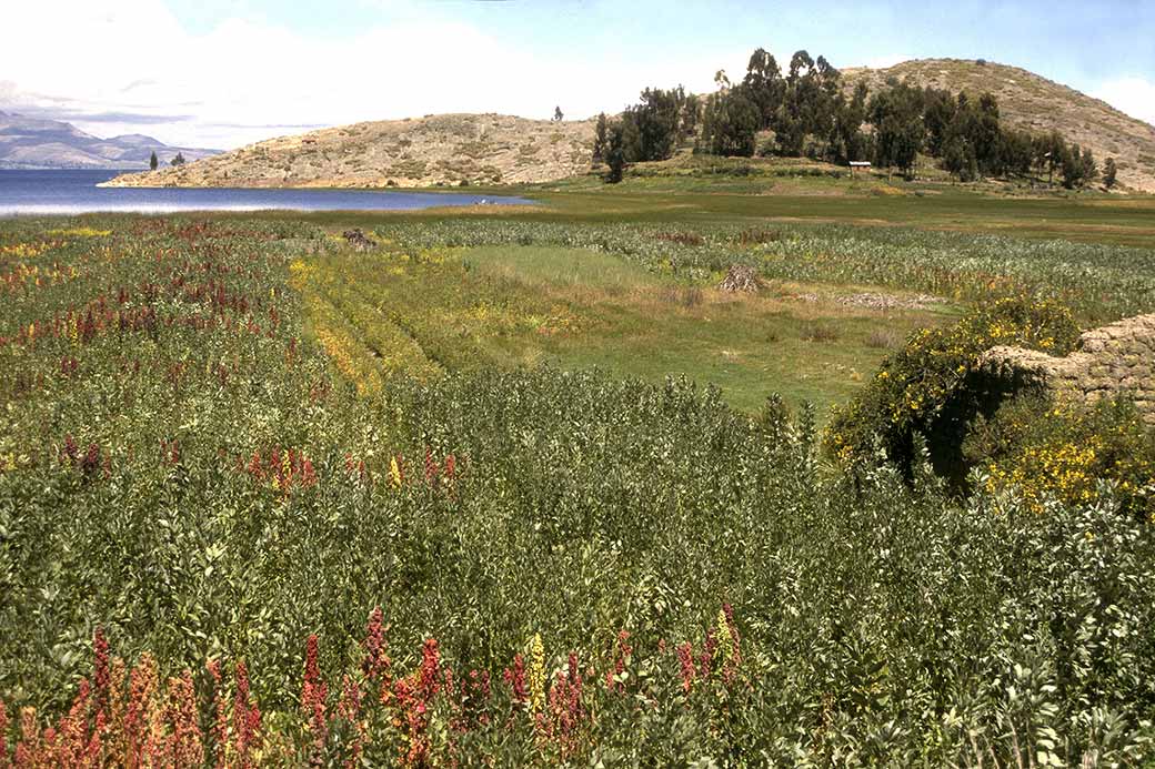 Farming near Titicachi