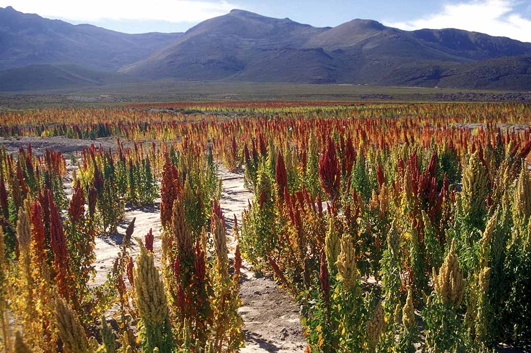 Quinoa field