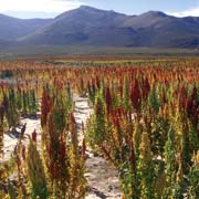 Quinoa field