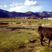 Llamas near San Juan