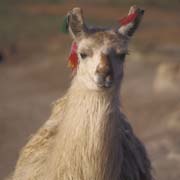 Llama