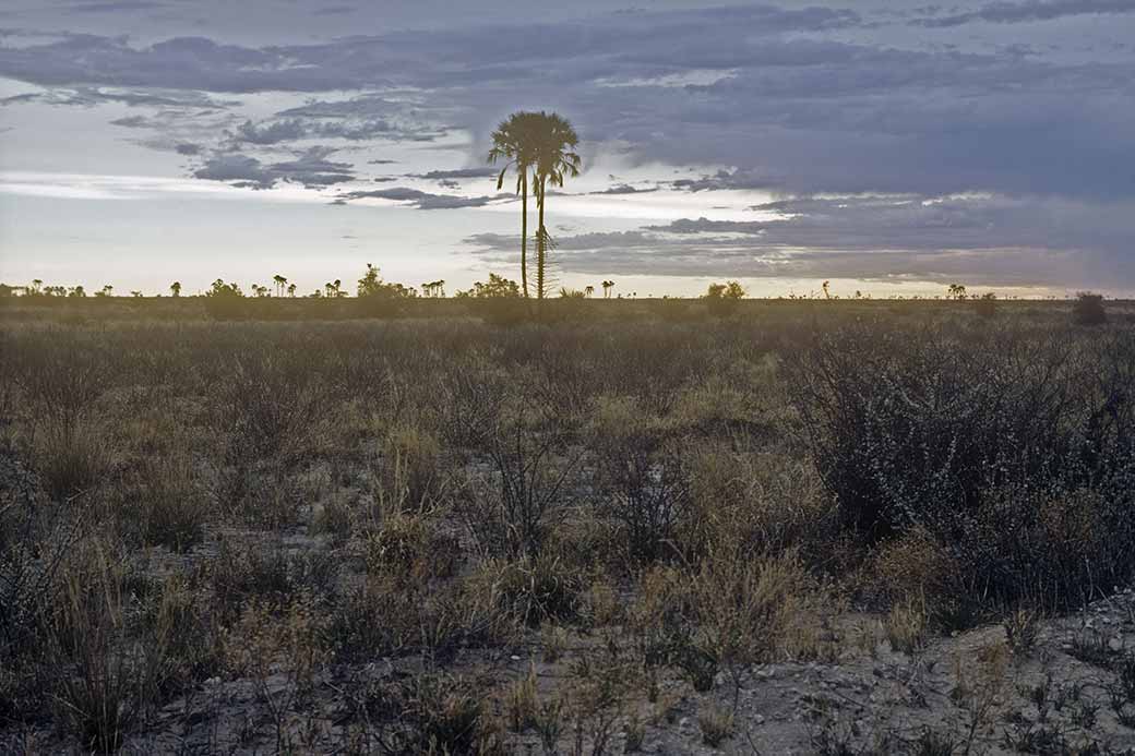 Landscape between Maun and Nata