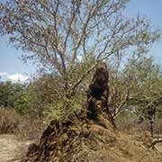 Termite hill, near Palapye