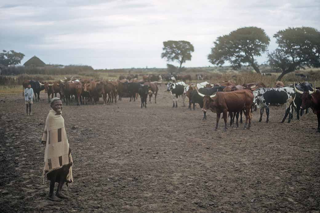 Cows in Khudumelapye