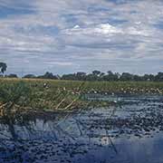 Birdlife, Okavango