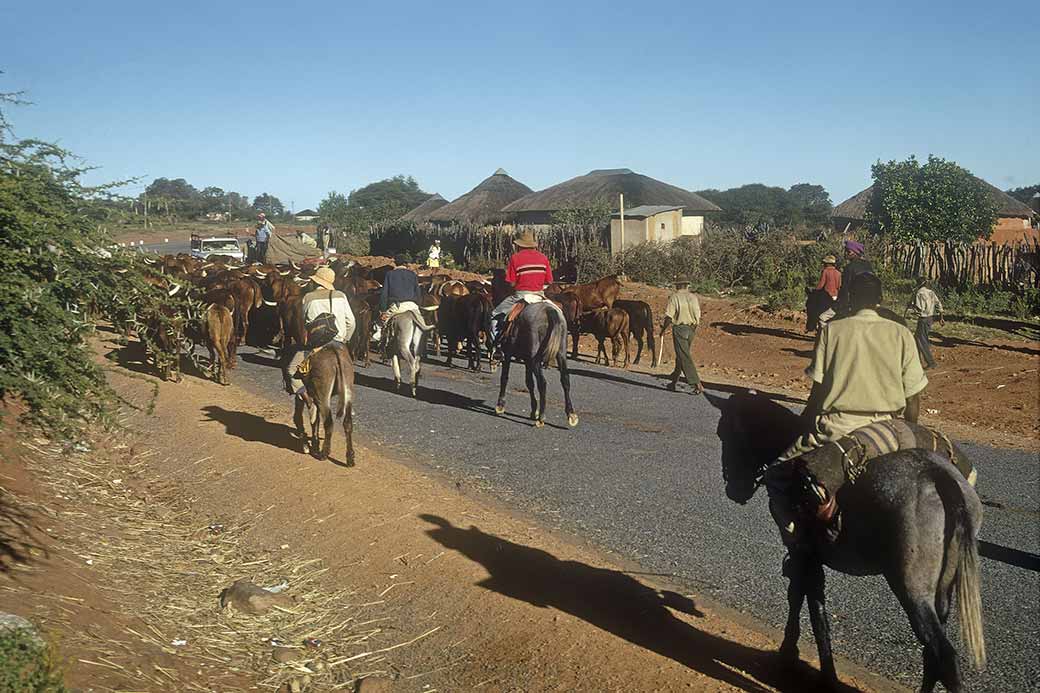 Herding cattle, Kanye