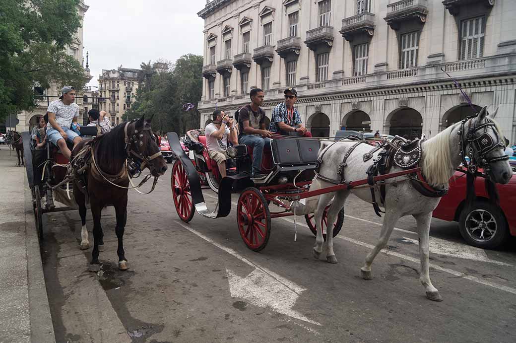 Horse-drawn carriages