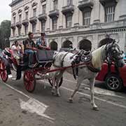 Horse-drawn carriages