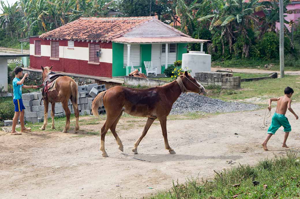 Leading horses, Viñales