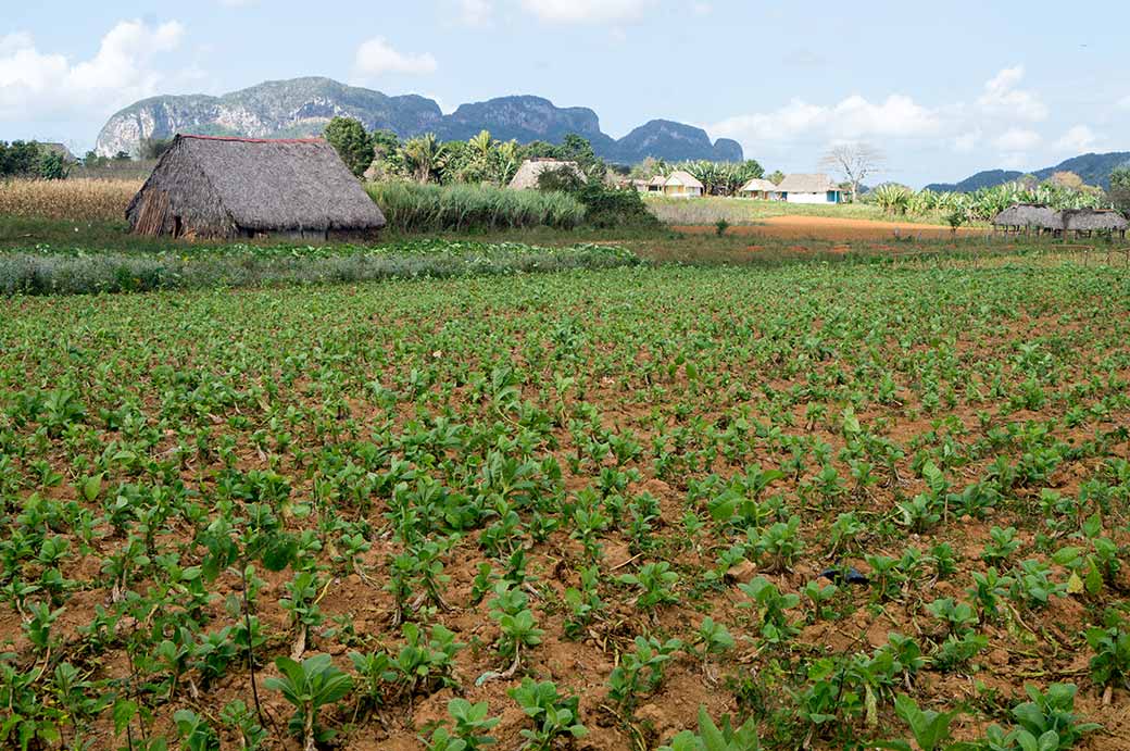 Tobacco farm, Viñales