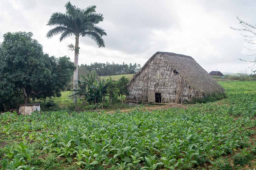 Tobacco farm near Viñales