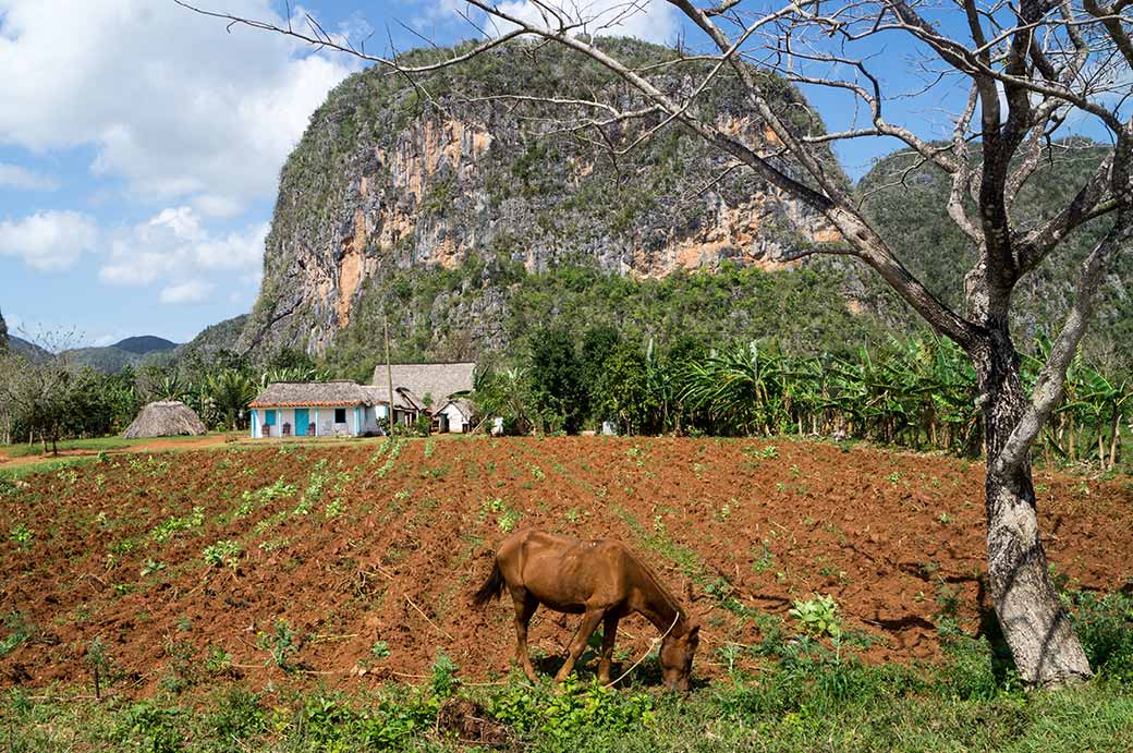 Farmer's field, Sierra de Viñales