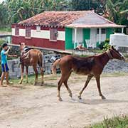 Leading horses, Viñales