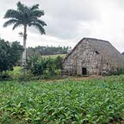 Tobacco farm near Viñales