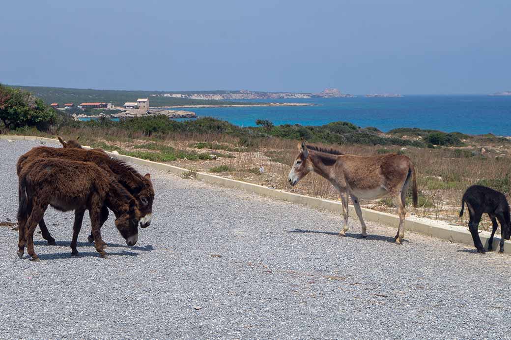 Donkeys, Karpas Peninsula