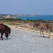 Donkeys, Karpas Peninsula