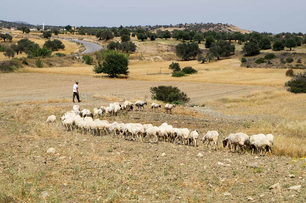 Herding sheep, Karpas Peninsula