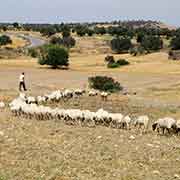 Herding sheep, Karpas Peninsula