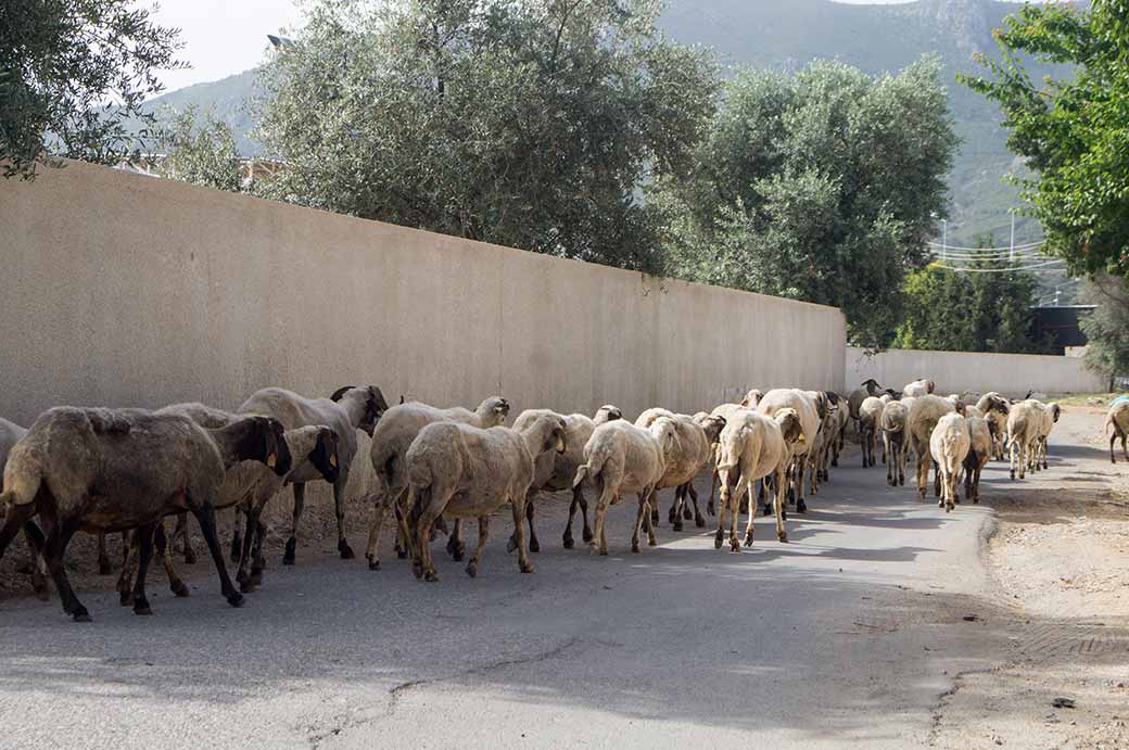 Goats on the road