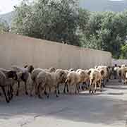 Goats on the road