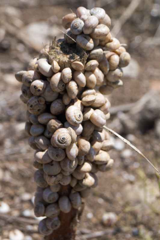 Climbing snails, Salamis