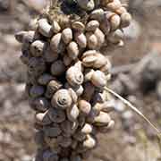 Climbing snails, Salamis