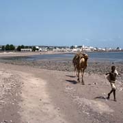 Young camel driver