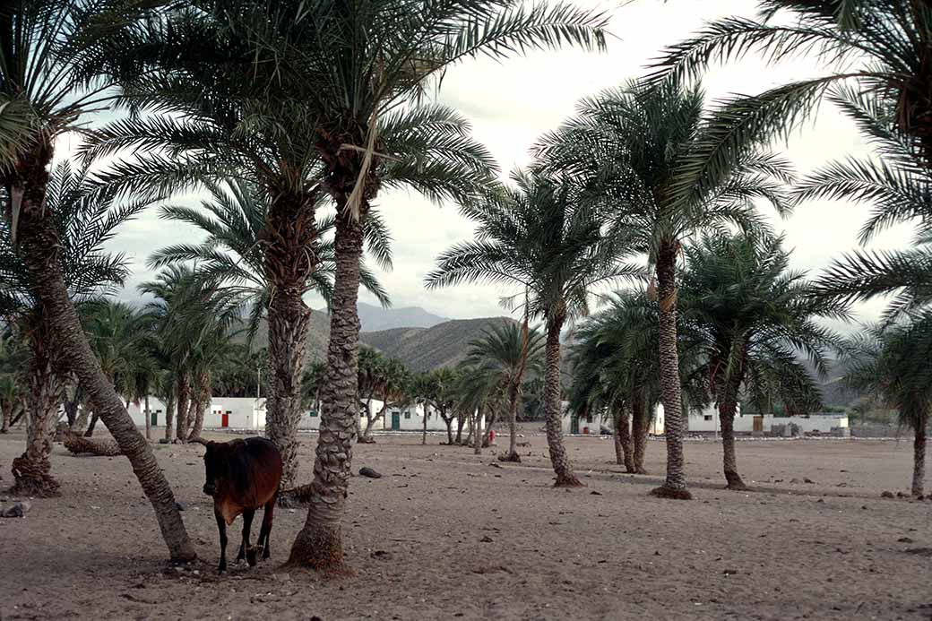 Date palms around town