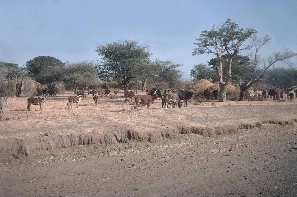 Along Addis-Awash road