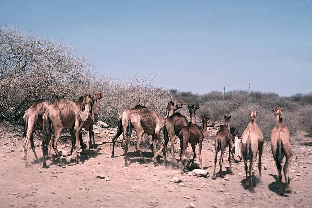 Bolting camels