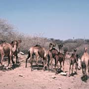 Bolting camels