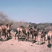 Bolting camels