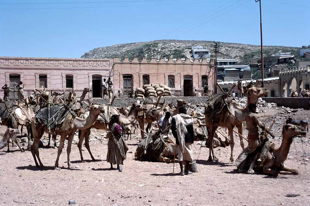 Camels, river bed