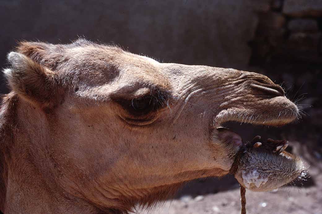 Camel portrait