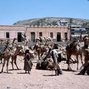 Camels, river bed