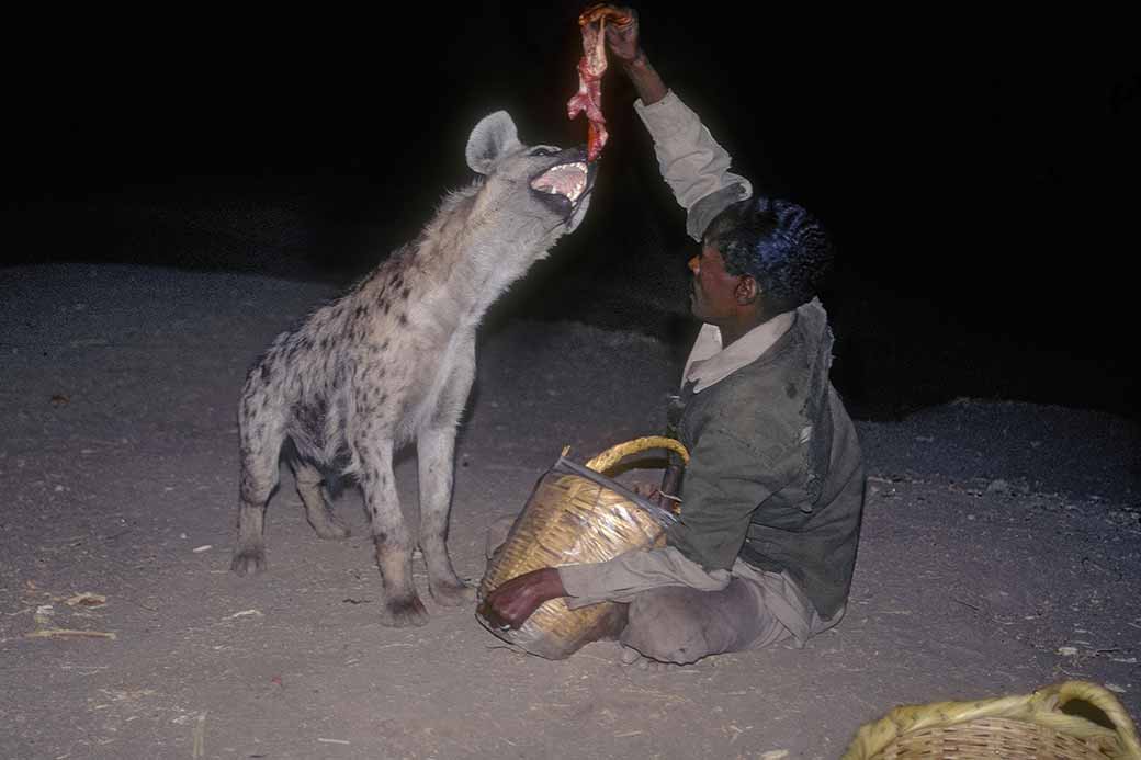 Hyena feeding time