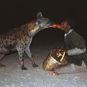 Hyena show